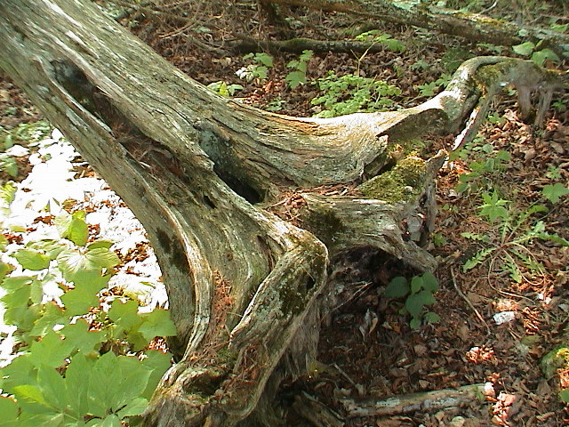 DSC00024.JPG