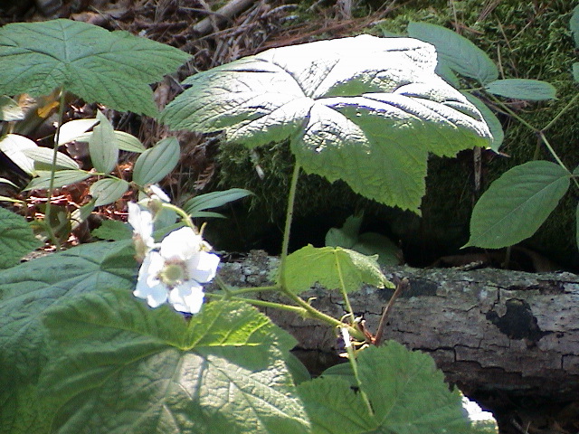 DSC00029.JPG