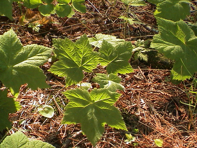 DSC00039.JPG