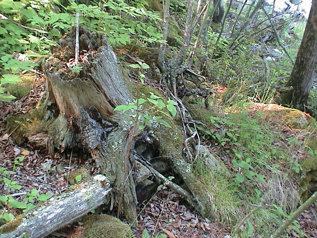DSC00042.JPG