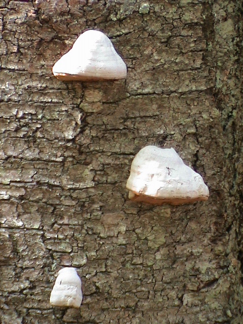 DSC00043.JPG