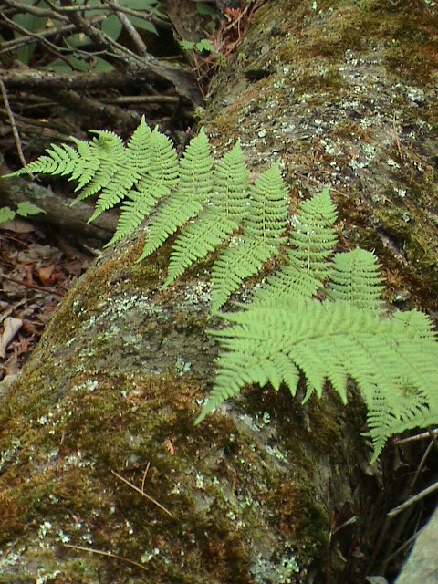 DSC00044.JPG