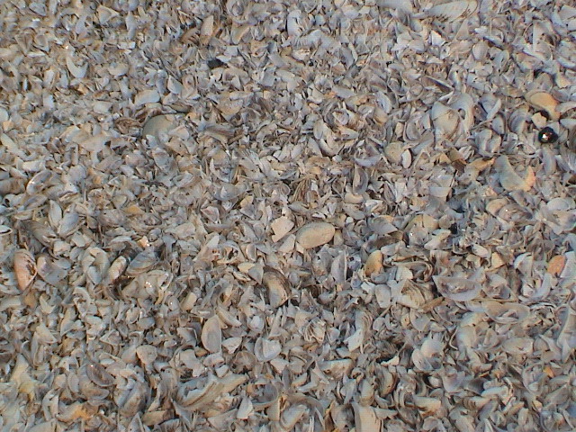 DSC00054.JPG