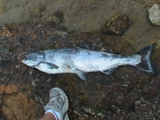 DSC00055.JPG