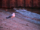 DSC00026.JPG