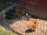 DSC00066.JPG