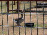 DSC00083.JPG