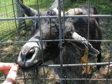 DSC00085.JPG