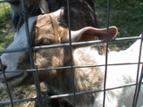 DSC00086.JPG