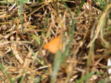 DSC00088.JPG