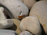 DSC00099.JPG