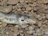 DSC00100.JPG