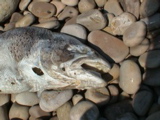 DSC00101.JPG