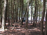 DSC00102.JPG