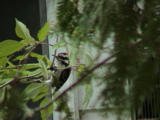 DSC00034.JPG