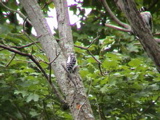 DSC00036.JPG