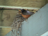 DSC00039.JPG