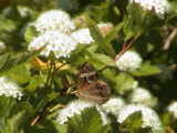 DSC00043.JPG