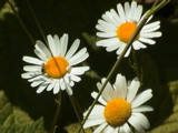 DSC00067.JPG