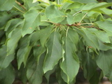 DSC00047.JPG