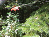 DSC00049.JPG