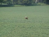 DSC00007.JPG
