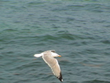 DSC00016.JPG