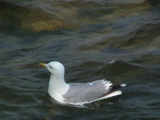 DSC00017.JPG