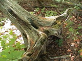 DSC00024.JPG