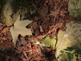 DSC00027.JPG