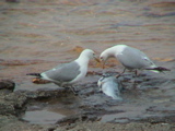 DSC00033.JPG