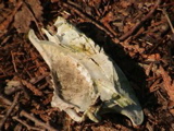 DSC00037.JPG