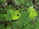 DSC00038.JPG