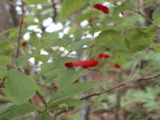 DSC00045.JPG