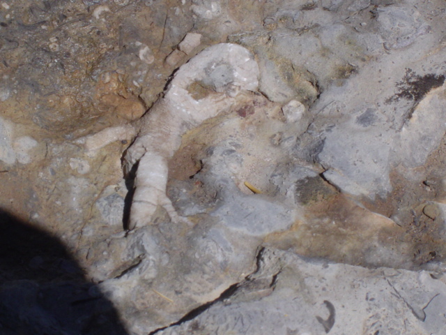 DSC01433.JPG