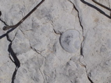 DSC01427.JPG