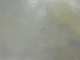 DSC01447.JPG