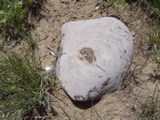 DSC01423.JPG