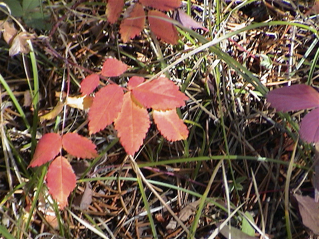 DSC00056.JPG