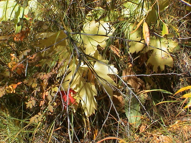DSC00073.JPG
