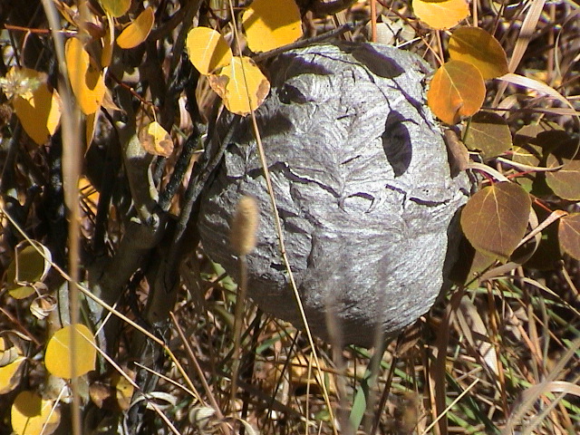 DSC00078.JPG