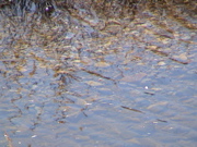 DSC00054.JPG