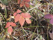 DSC00056.JPG