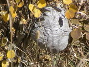 DSC00078.JPG