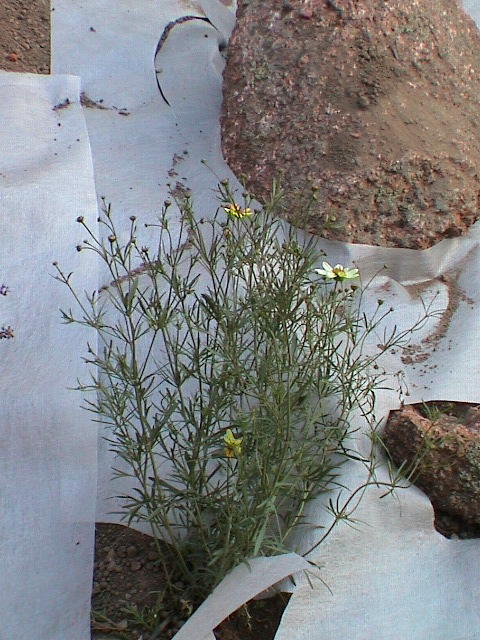 DSC00048.JPG
