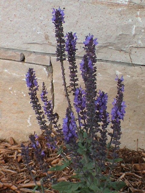 DSC00039.JPG