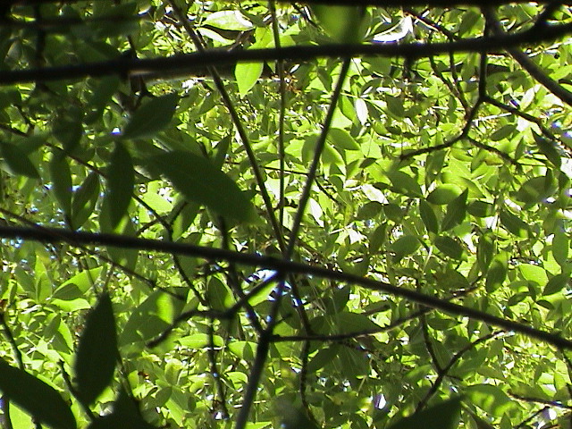 DSC00101.JPG