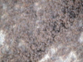 DSC00108.JPG