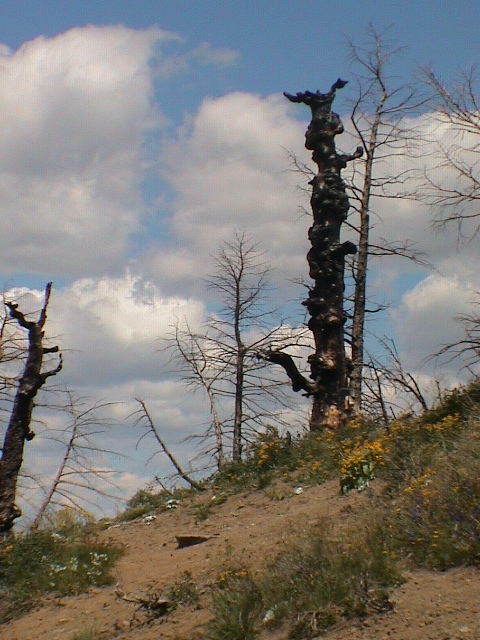 2006_WY 026