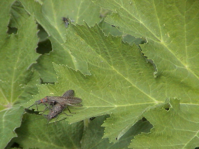 2006_WY 036